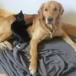 Je donne ma langue au chat